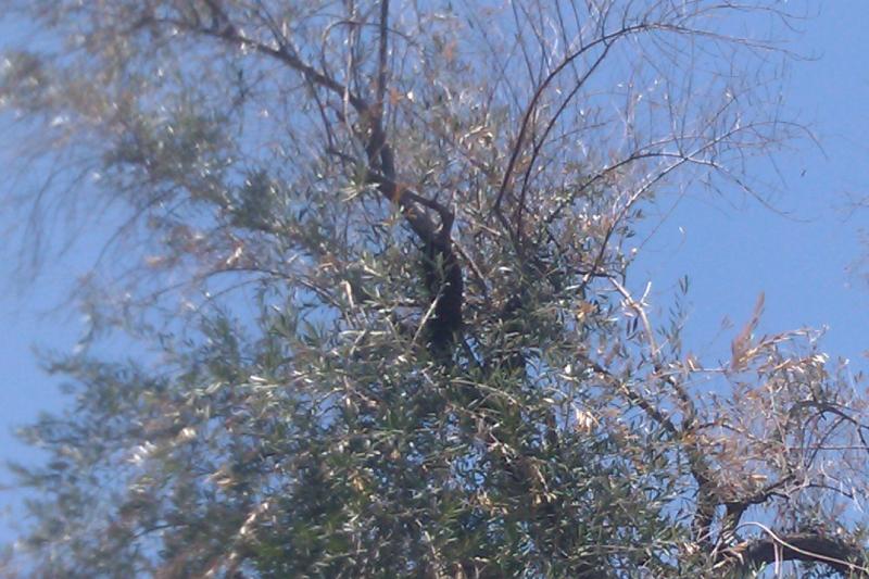 Bee Swarm in Tree too close to Structure