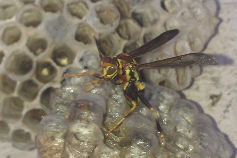 Wasp on Wasp nest- Something to Yelp about